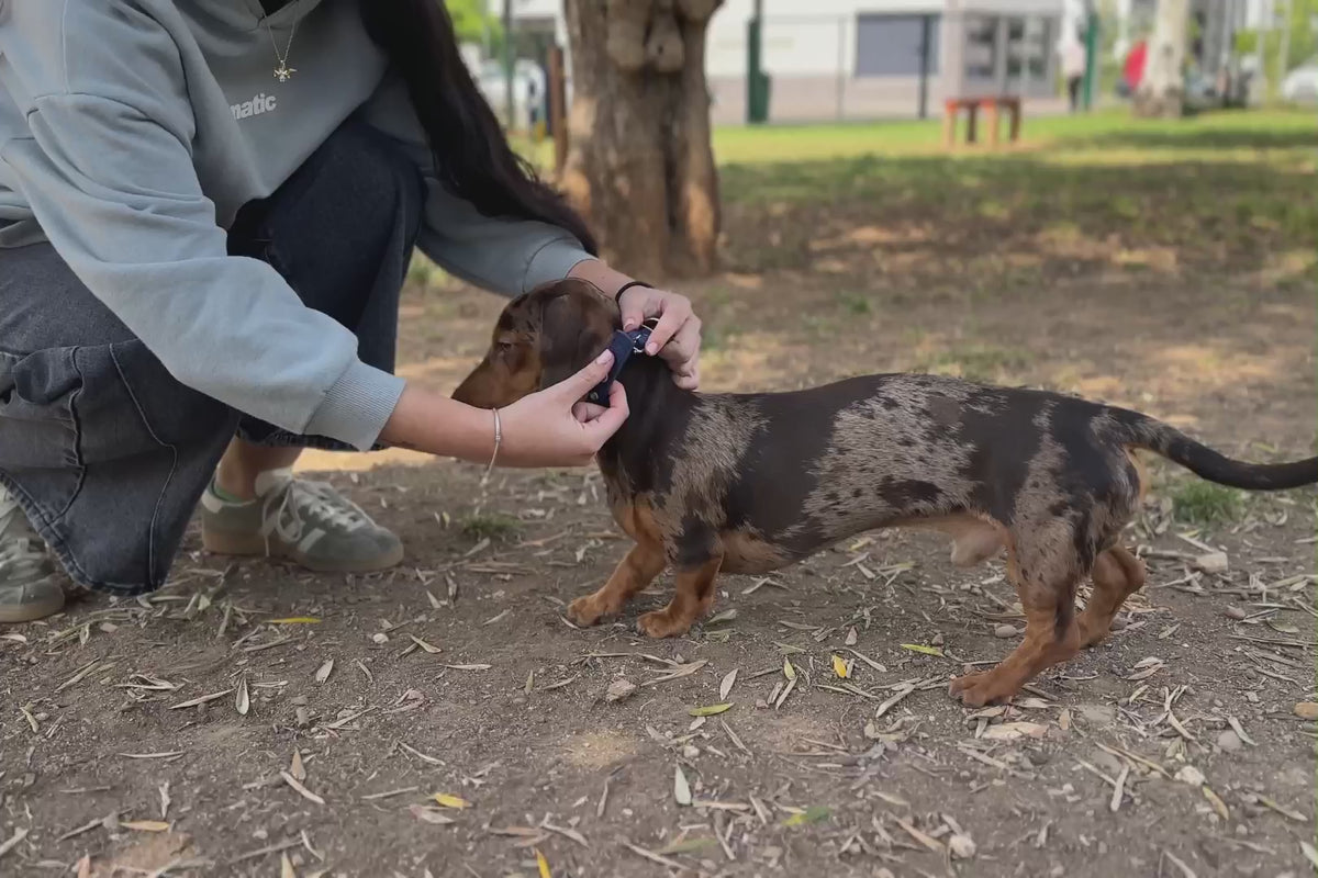 PAW ROYAL